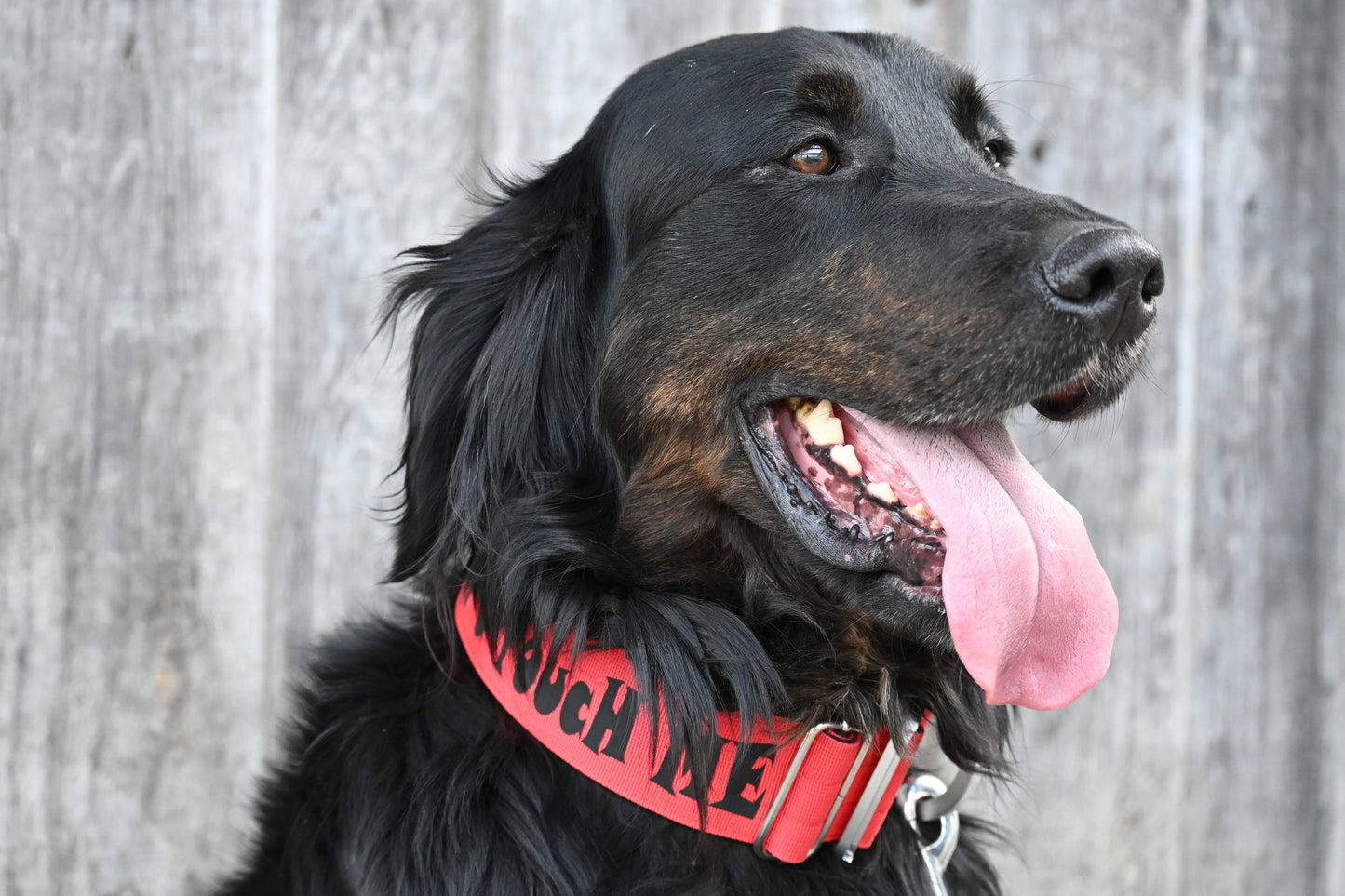 Combat Collar - Inferno