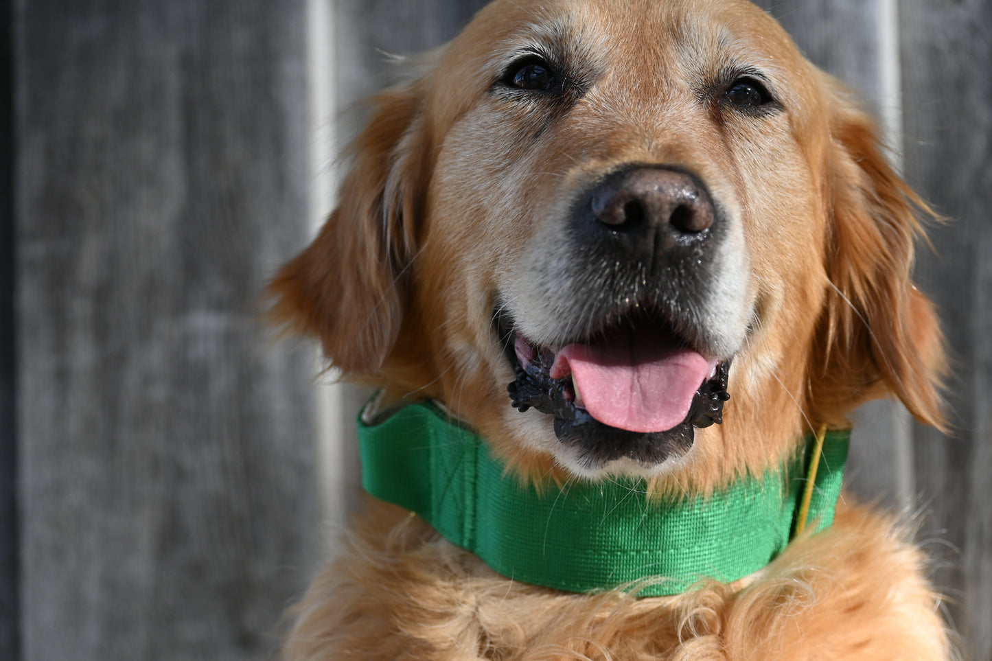 Combat Collar | mossy bliss