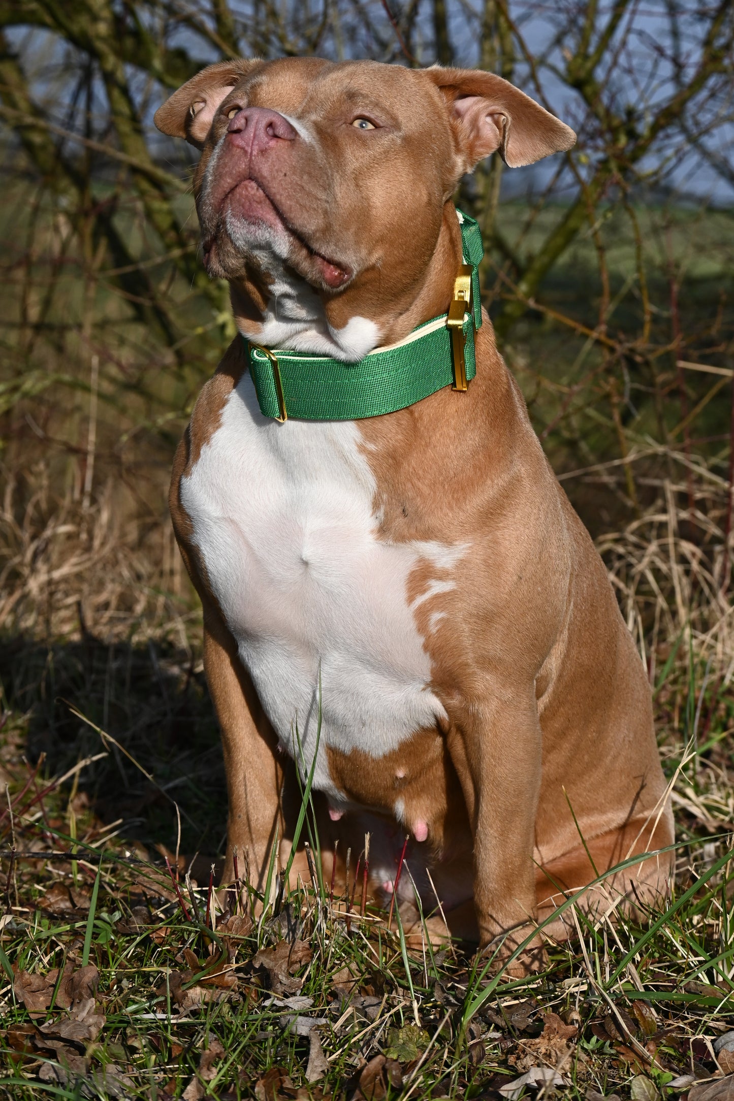 Combat Collar | mossy bliss