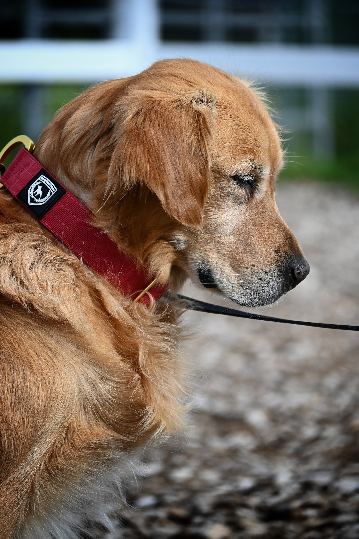 Combat Collar I wildberry *no handle*