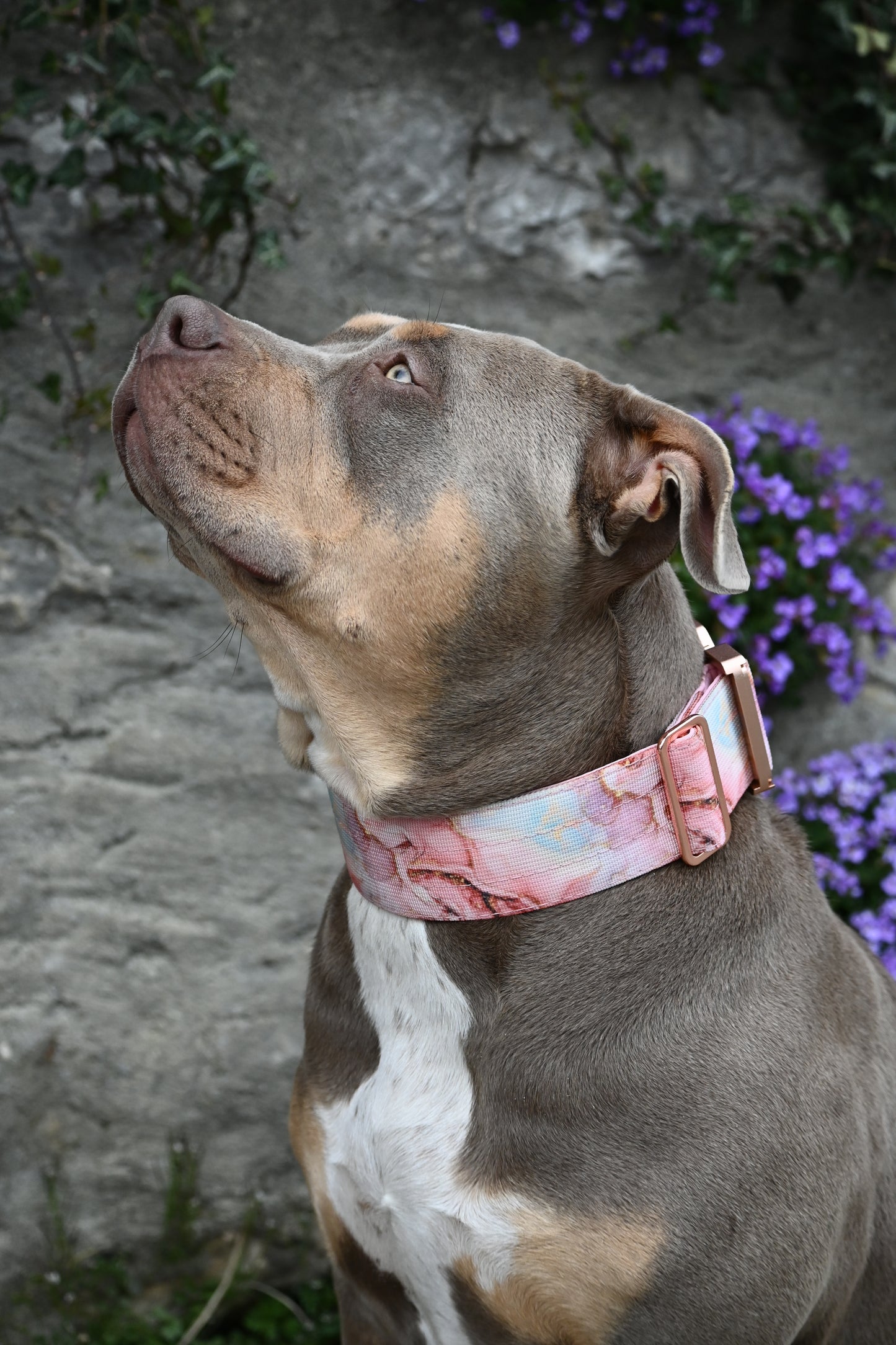 Combat Collar I marble rose
